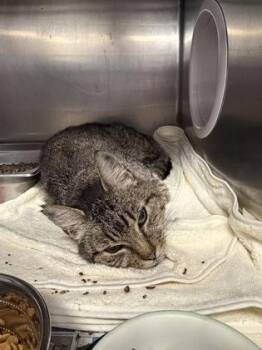 Ivory -  Domestic Short Hair Cat for Adoption in Lowell, Massachusetts - Ivory | PetCurious