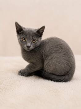 Tony -  Russian Blue and Domestic Short Hair Cat for Adoption in Columbia, South Carolina - Tony | PetCurious