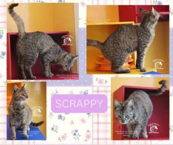 Domestic Short Hair Cats Available for Adoption - SCRAPPY | PetCurious