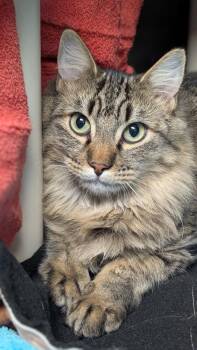Aspen (and Juniper) -  Domestic Medium Hair Cat for Adoption in Seattle, Washington - Aspen (and Juniper) | PetCurious