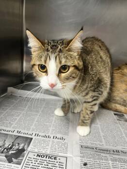 Domestic Short Hair Cats Available for Adoption - Sox | PetCurious