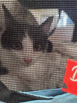 DAVY JONES -  Domestic Short Hair Cat for Adoption in Louisville, Kentucky - DAVY JONES | PetCurious