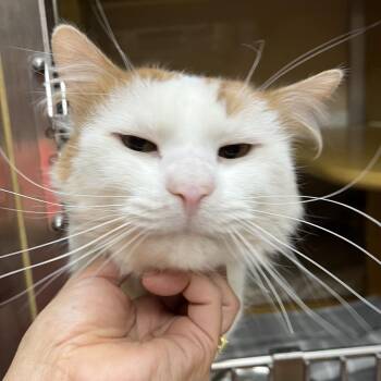 Domestic Short Hair Cats Available for Adoption in Las Vegas, Nevada - Jake 53664 | PetCurious