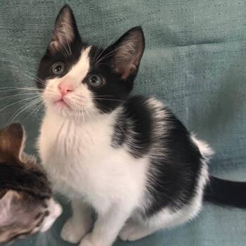 Waluigi -  Domestic Short Hair Cat Available for Adoption in Titusville, Florida - Waluigi | PetCurious