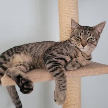 Tino (js) -  Domestic Short Hair Cat for Adoption in Los Angeles, California - Tino (js) | PetCurious