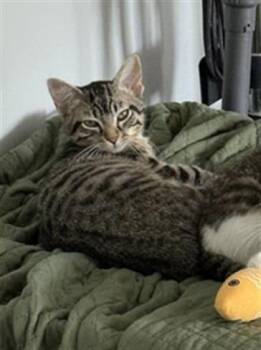 HAKU -  Domestic Short Hair Cat for Adoption in Indianapolis, Indiana - HAKU | PetCurious