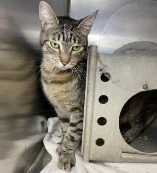 Tiger (Cat 27) -  Domestic Short Hair Cat for Adoption in Roanoke, Virginia - Tiger (Cat 27) | PetCurious