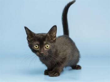NEBULA -  Domestic Short Hair Cat for Adoption in Phoenix, Arizona - NEBULA | PetCurious