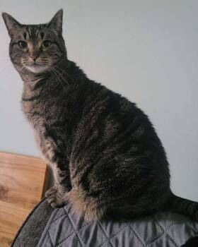Lucy      (Beanie II) -  Domestic Short Hair Cat Available for Adoption in Muskegon, Michigan - Lucy      (Beanie II) | PetCurious