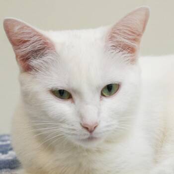 Violet -  Domestic Short Hair Cat for Adoption in Lynchburg, Virginia - Violet | PetCurious