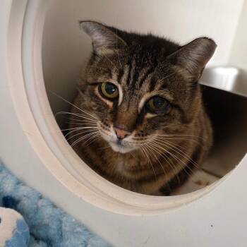 Polly -  Domestic Short Hair Cat for Adoption in Port Angeles, Washington - Polly | PetCurious