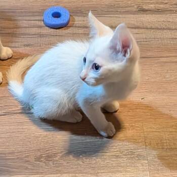 Cutie -  Domestic Short Hair Cat for Adoption in Volcano, Hawaii - Cutie | PetCurious