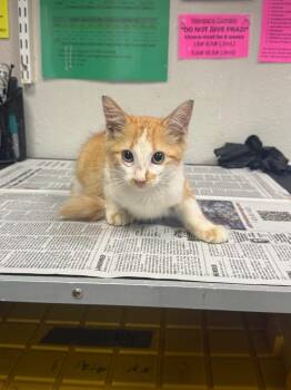 Traffic Cone -  Domestic Medium Hair Cat for Adoption in Sorrento, Louisiana - Traffic Cone | PetCurious