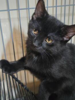 Just Jack -  Domestic Short Hair Cat for Adoption in Rossville, Maryland - Just Jack | PetCurious