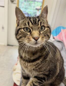 Esser -  Domestic Short Hair Cat for Adoption in Maple Ridge, British Columbia - Esser | PetCurious