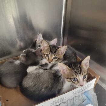 Texas (Tex) -  Domestic Short Hair Cat for Adoption in Westminster, California - Texas (Tex) | PetCurious