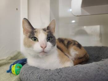 RHEEBA -  Domestic Short Hair Cat Available for Adoption in Hayward, California - RHEEBA | PetCurious