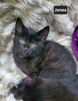 Jones -  Domestic Short Hair Cat for Adoption in Winnipeg, Manitoba - Jones | PetCurious