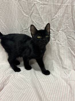 Rescue Domestic Short Hair Cats for Adoption in Newberg, Oregon - Pierce @PetSmart Walker Rd | PetCurious