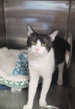 Einstein -  Domestic Short Hair Cat Available for Adoption in Cleveland, Tennessee - Einstein | PetCurious