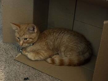 Grey Bean -  Domestic Short Hair Cat for Adoption in Yorktown, Indiana - Grey Bean | PetCurious