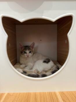 Rescue Domestic Short Hair Cats for Adoption in Bonsall, California - Taro 4802 | PetCurious