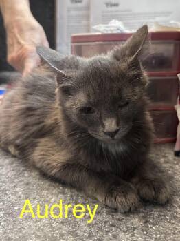 Domestic Short Hair Cats Available for Adoption in Dyersburg, Tennessee - Audrey | PetCurious