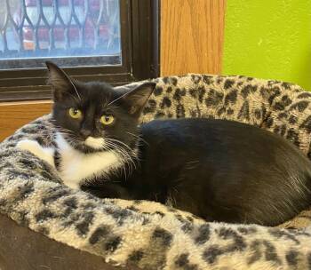 Neeko -  Domestic Short Hair Cat for Adoption in Fargo, North Dakota - Neeko | PetCurious