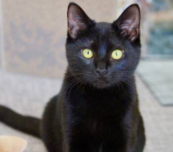 Rescue Domestic Short Hair Cats for Adoption in Fort Worth, Texas - Jetson (pre Adopt) | PetCurious