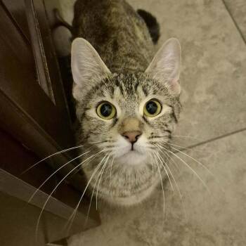 Farah -  Domestic Short Hair Cat for Adoption in Tucson, Arizona - Farah | PetCurious