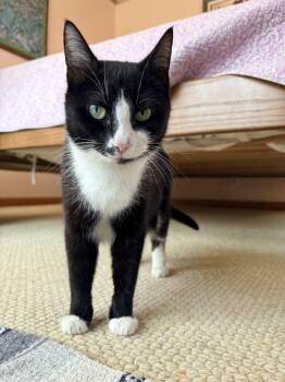 Mama Kitty and Kittens - 114 -  Tuxedo Cat Available for Adoption in Johnston, Rhode Island - Mama Kitty And Kittens - 114 | PetCurious