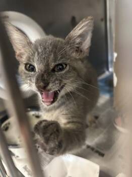 BOB -  Domestic Short Hair Cat for Adoption in Largo, Florida - BOB | PetCurious