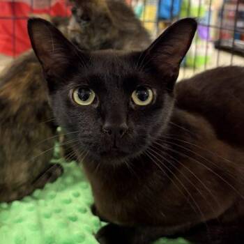 Poppy -  Domestic Short Hair Cat for Adoption in Knoxville, Tennessee - Poppy | PetCurious