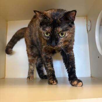 Nova -  Domestic Short Hair Cat for Adoption in Lake Jackson, Texas - Nova | PetCurious