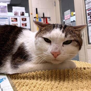 Sir -  Domestic Short Hair Cat for Adoption in Murray, Utah - Sir | PetCurious