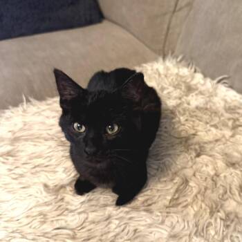 Domestic Short Hair Cats Available for Adoption in Fort Worth, Texas - Java | PetCurious