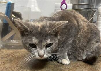 Rescue Domestic Short Hair Cats for Adoption in Tallahassee, Florida - SUGAR | PetCurious