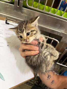Chico-fil-A -  Domestic Short Hair Cat for Adoption in Pierceton, Indiana - Chico-fil-A | PetCurious