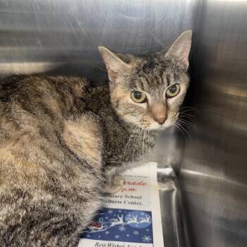 Vanna -  Domestic Short Hair Cat for Adoption in New York, New York - Vanna | PetCurious