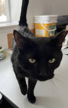 Domestic Short Hair Cats Available for Adoption - Jet | PetCurious