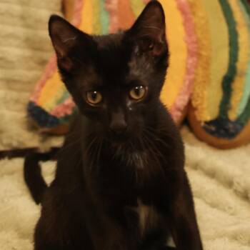 M&Ms 56170 -  Domestic Short Hair Cat for Adoption in Eaton Rapids, Michigan - M&Ms 56170 | PetCurious
