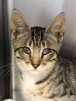 FORK* -  Domestic Short Hair Cat for Adoption in Santa Cruz, California - FORK* | PetCurious
