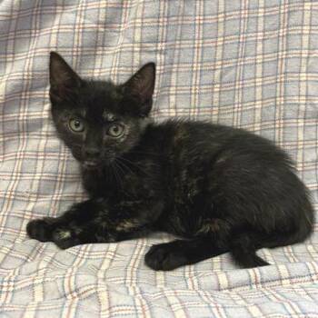Yellowstone -  Domestic Short Hair Cat for Adoption in Long Beach, California - Yellowstone | PetCurious
