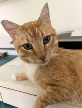 Domestic Short Hair Cats Available for Adoption in West Hollywood, California - Archie | PetCurious