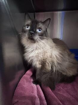 Ming -  Domestic Long Hair Cat for Adoption in Burgaw, North Carolina - Ming | PetCurious