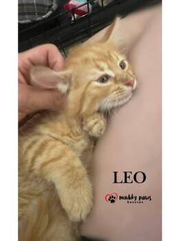 Leo -  Tabby Cat for Adoption in Council Bluffs, Iowa - Leo | PetCurious