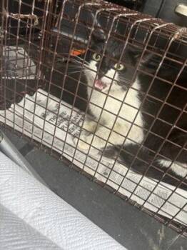 Milkshake -  Domestic Short Hair Cat for Adoption in West Chester, Pennsylvania - Milkshake | PetCurious