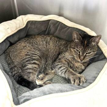 Hop Along -  Domestic Short Hair Cat for Adoption in Carencro, Louisiana - Hop Along | PetCurious