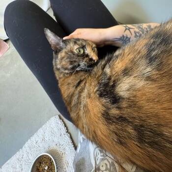 Luna -  Domestic Short Hair Cat for Adoption in Pittsburgh, Pennsylvania - Luna | PetCurious