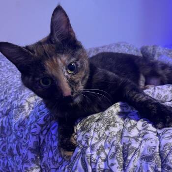 Domestic Short Hair Cats Available for Adoption in Brownsboro, Alabama - Gingersnap | PetCurious